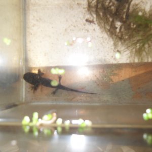 baby axolotls 025