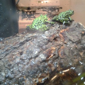 That's Cormet the frog (the smaller darker one) and Madison (the bigger lighter one)