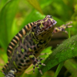 Eva Bockova - Triturus marmoratus