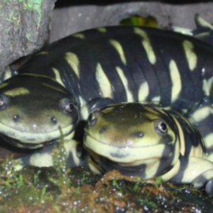 Evan Marx - Ambystoma mavortium mavortium