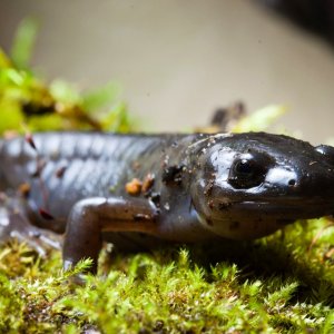 Evan Marx - Ambystoma gracile