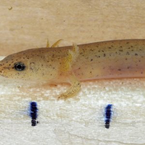 Jen Lamb - Pseudotriton ruber vioscai larva