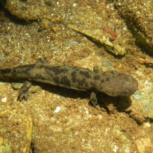 JessKB - juvenile hellbender - Cryptobranchus alleganiensis