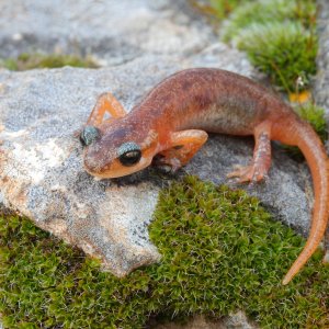 Laura Tiemann - Lyciasalamandra basoglui juvenile