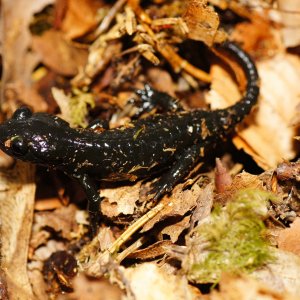 Mario Riedling - MarioR - Salamandra atra (juvenile)