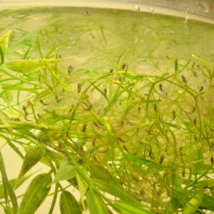 Axolotl eggs