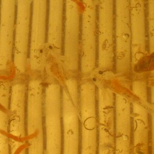 Leucistic axolotl larvae