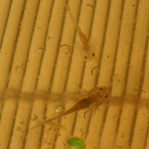 Leucistic and wildtype axolotl larvae