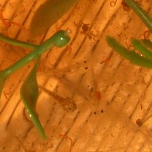 Axolotl larvae