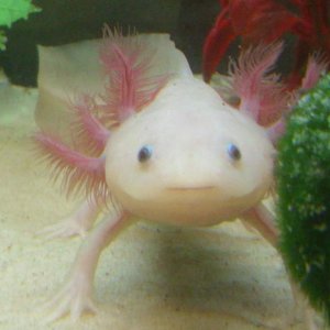 My female Leucistic Axolotl