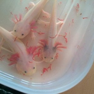 My leucistic Axolotl`s 2 females on let and lightly marked male on right