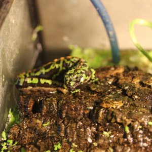 Ultra Peanut on his cork bark island.