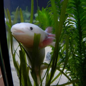 Climbing the plants, she seems to love doing that...