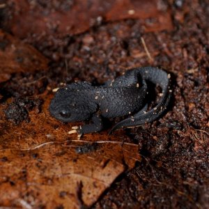 Wen Xian Knobby Newt young pair.
Nomenclature: Tylototriton wenxianensis


© 2013 (These are my own photographs, please ask permission before using)