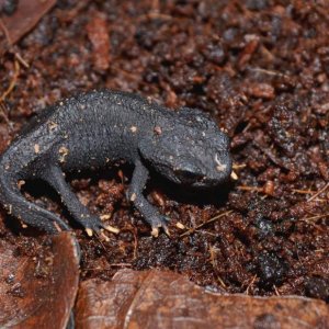 Wen Xian Knobby Newt young pair.
Nomenclature: Tylototriton wenxianensis


© 2013 (These are my own photographs, please ask permission before using)