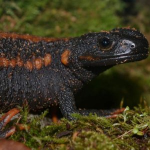 Tiannan Crocodile Newt Female
Nomenclature: Tylototriton yangi

© 2013 (These are my own photographs, please ask permission before using)