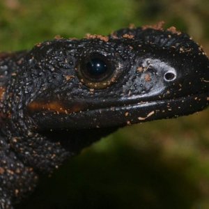 Tiannan Crocodile Newt Female
Nomenclature: Tylototriton yangi

© 2013 (These are my own photographs, please ask permission before using)