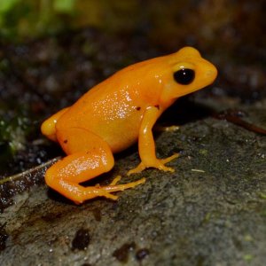 Golden Mantella Female
Nomenclature: Mantella aurantiaca 

© 2013 (These are my own photographs, please ask permission before using)