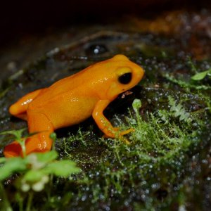 Golden Mantella Male
Nomenclature: Mantella aurantiaca 

© 2013 (These are my own photographs, please ask permission before using)