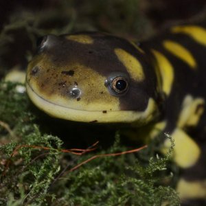 Eastern Tiger Salamander Male
Nomenclature: Ambystoma tigrinum.

© 2013 (These are my own photographs, please ask permission before using)