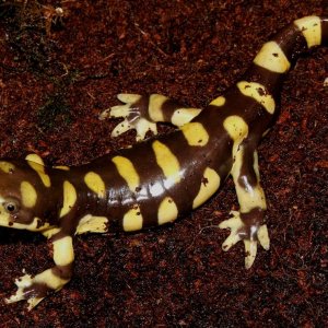 Eastern Tiger Salamander Male
Nomenclature: Ambystoma tigrinum.

© 2013 (These are my own photographs, please ask permission before using)