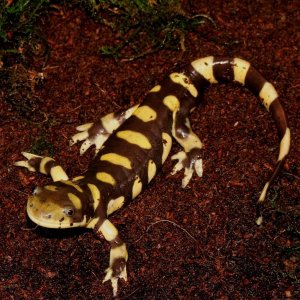 Eastern Tiger Salamander Male
Nomenclature: Ambystoma tigrinum.

© 2013 (These are my own photographs, please ask permission before using)