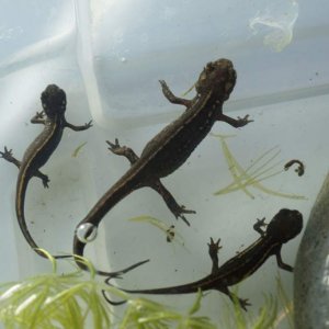 Cynops pyrrhogaster juveniles