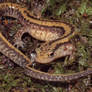 A gravid female three lined salamander (Eurycea guttolineata).