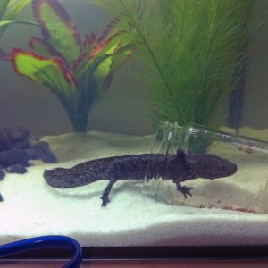 My rescue axolotl "Mr. Axy" in his feeding jar