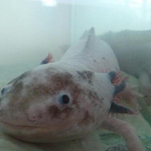 My male axolotl.