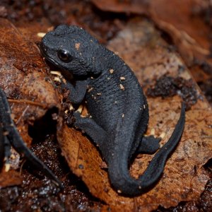 Wen Xian Knobby Newt young pair.
Nomenclature: Tylototriton wenxianensis


© 2013 (These are my own photographs, please ask permission before using)