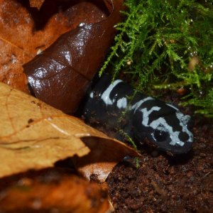 Marbled Salamander
Nomenclature: Ambystoma opacum
IUCN Red List: Least Concerned

© 2013 (These are my own photographs, please ask permission before u