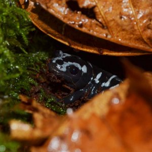 Marbled Salamander
Nomenclature: Ambystoma opacum
IUCN Red List: Least Concerned

© 2013 (These are my own photographs, please ask permission before u