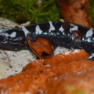 Marbled Salamander
Nomenclature: Ambystoma opacum
IUCN Red List: Least Concerned

© 2013 (These are my own photographs, please ask permission before u