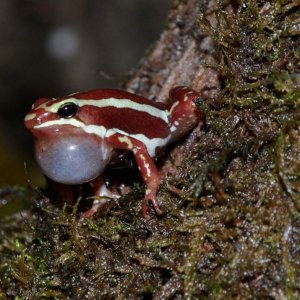 Phantasmal Poison Frog Male
Nomenclature: Epipdobates tricolor "Highland" Sub-population

© 2013 (These are my own photographs, please ask permission 