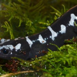 Marbled Salamander
Nomenclature: Ambystoma opacum
IUCN Red List: Least Concerned

© 2013 (These are my own photographs, please ask permission before u