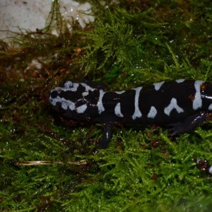 Marbled Salamander
Nomenclature: Ambystoma opacum
IUCN Red List: Least Concerned

© 2013 (These are my own photographs, please ask permission before u