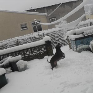 My dog defending my house from snow balls