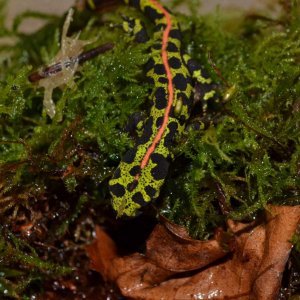 Marbled Newt
Nomenclature: Triturus marmoratus
IUCN Red List: Least Concern

© 2013 (These are my own photographs, please ask permission before using)