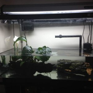 My Tank Setup