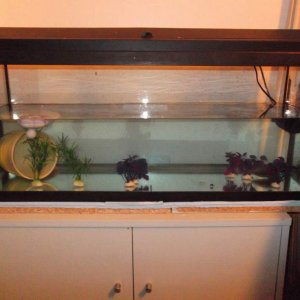 Their, slightly sparse for the moment, tank setup