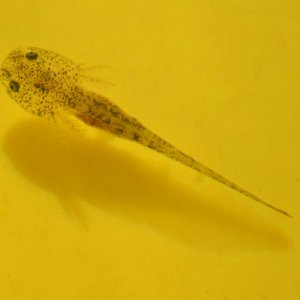2 month old baby axolotl larvae