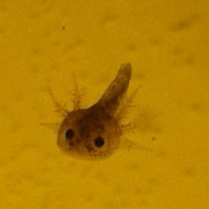 2 month old baby axolotl larvae