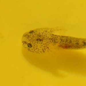 2 month old baby axolotl larvae