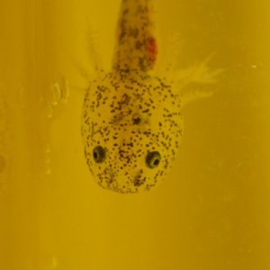 2 month old baby axolotl larvae