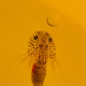 2 month old baby axolotl larvae