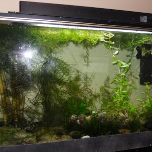 new planted endler tank 006