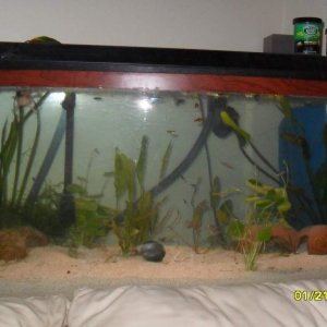 This is the first photo I took of the whole tank.
It's in a different place, now, we rearranged the whole apartment.
(: