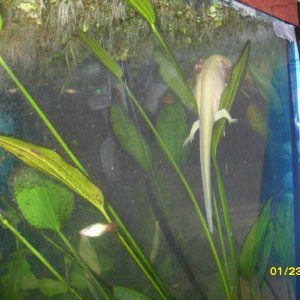 A picture of Ditto, that happens to also include what happens to be my favorite fish in my tank(: