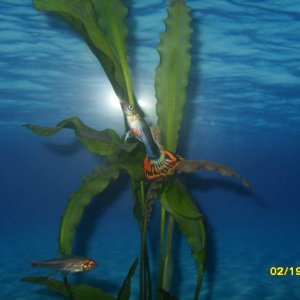 Strange behavior in my (male) guppies...
Made for cool pictures though! :]
(The other fish in the picture is a glow-light tetra)